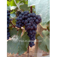 Uva fresca de Yunnan - uvas negras de verano